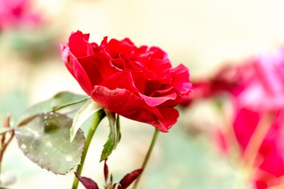 Want to Connect More Deeply with Your Team? Try Roses and Thorns.